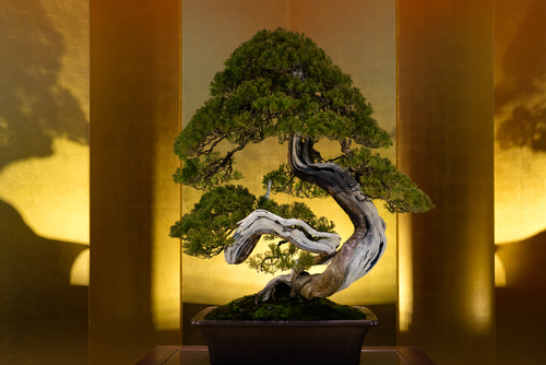 Il successo dei bonsai da interno 